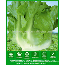 JLT08 Pangwa early mature chinese green lettuce seeds for sales